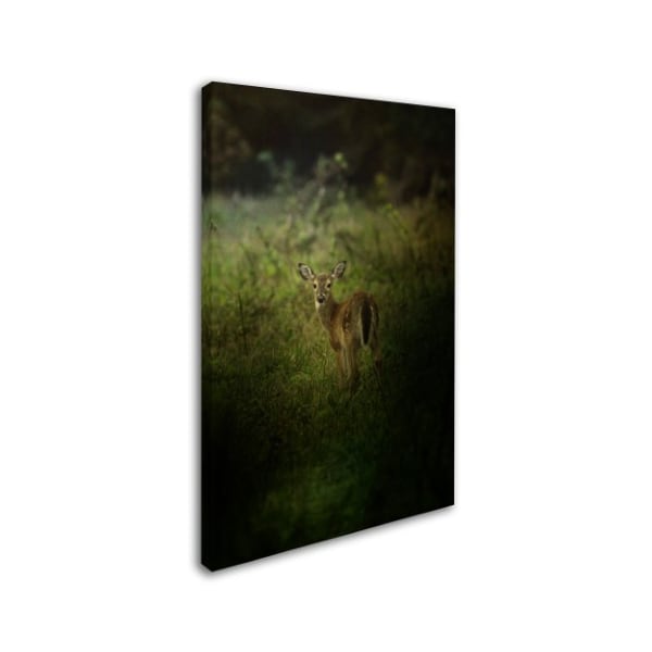 Jai Johnson 'Fawn In The Field' Canvas Art,12x19